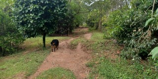 Terra com 10.600 mts  - pires de baixo