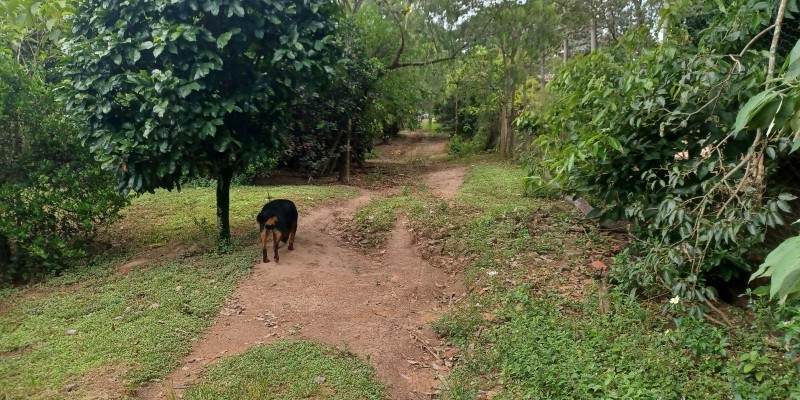 Terra com 10.600 mts  - pires de baixo - Foto 28