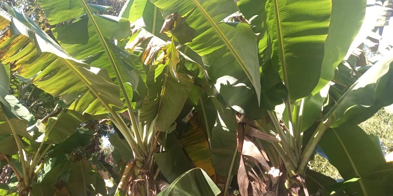Vende  uma chácara em condomínio fechado - Foto 17